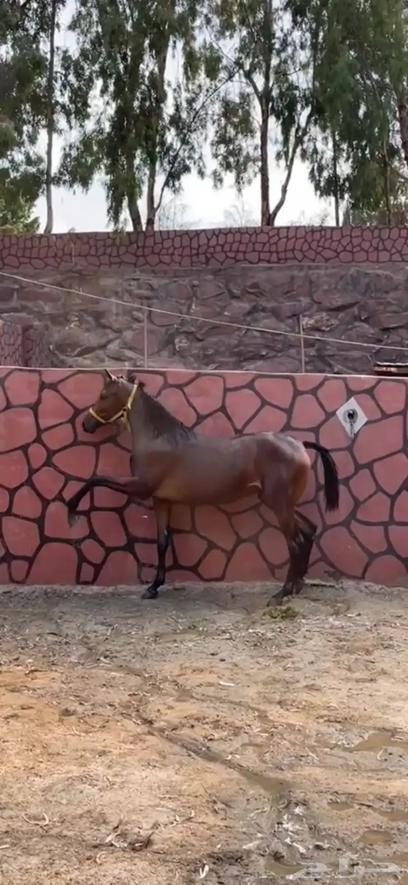 مهره شعبيه 2