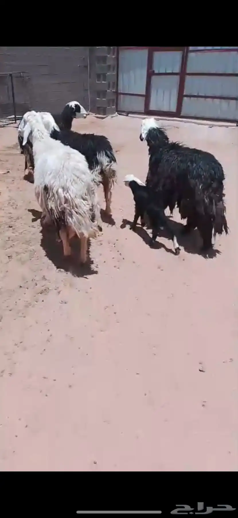 للبيع شياه ولد 1