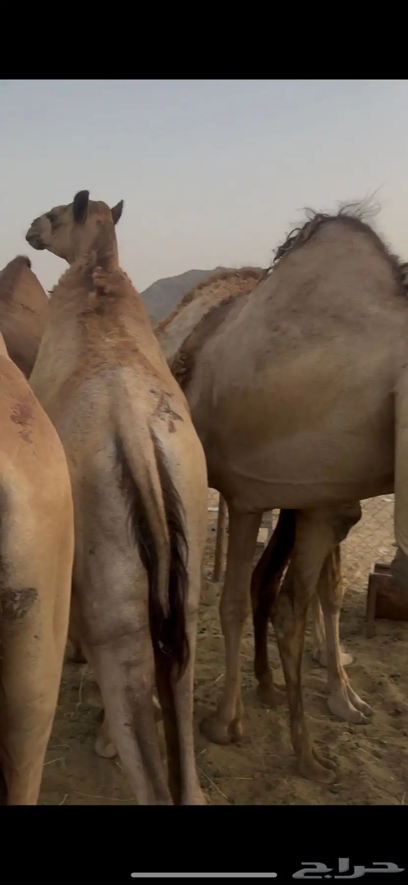 قعدان للبيع 0