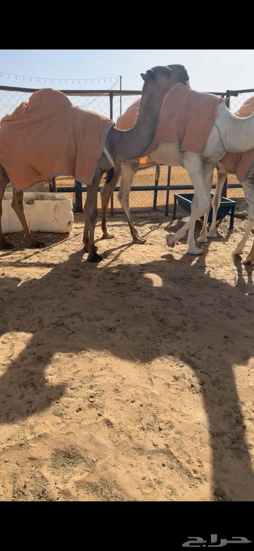 قعود كفووو للبيع 1