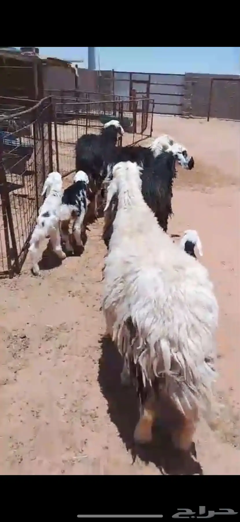 للبيع شياه ولد 2