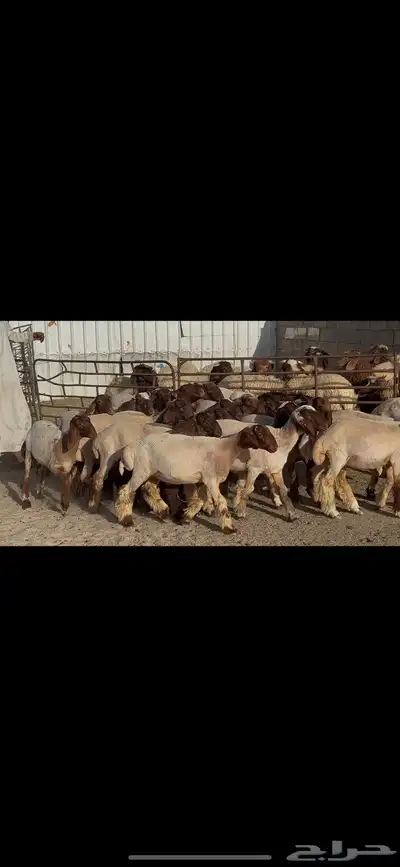 جذعات نعيم فاخره . 2