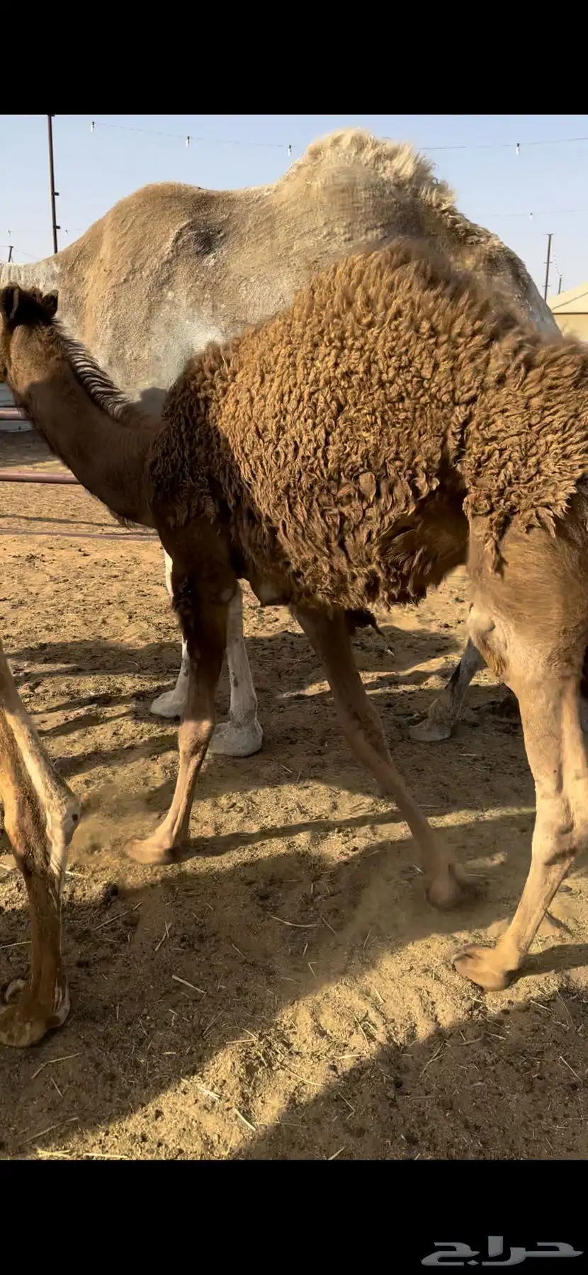 قعدان مفاريد 0