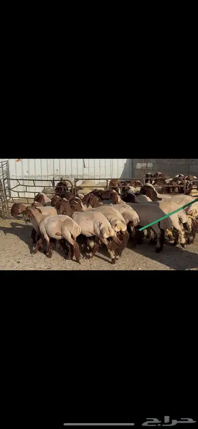 جذعات نعيم فاخره . 6