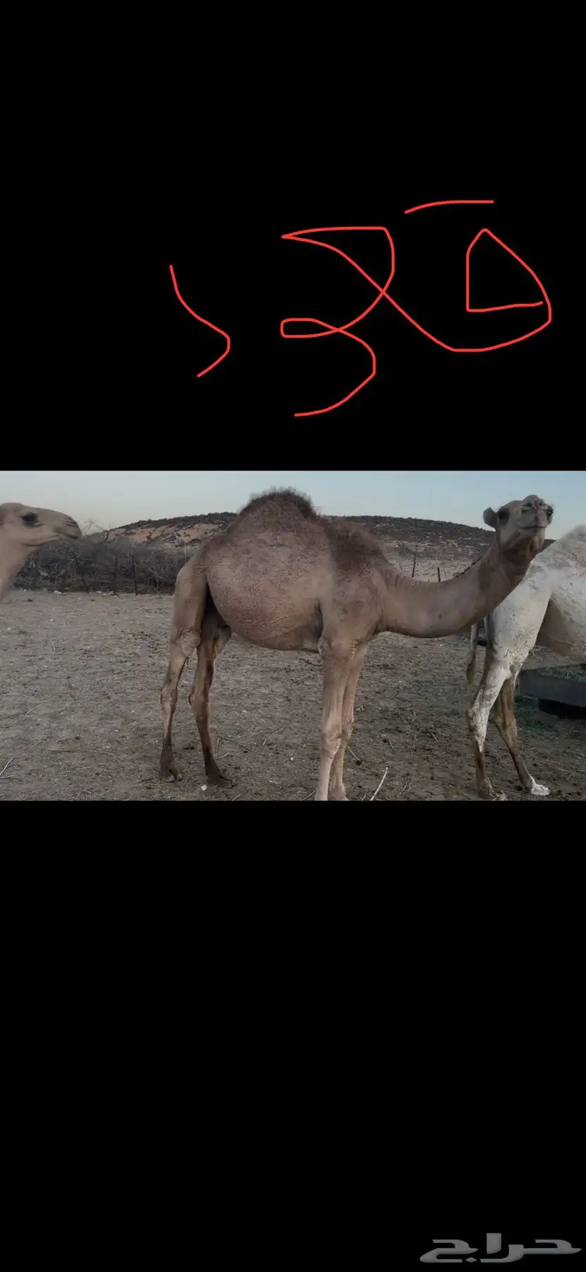 حشيان مفاريد 1