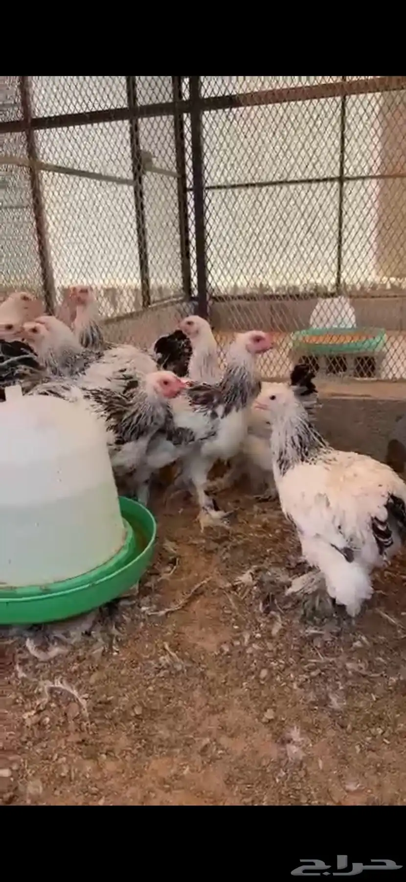 فروخ براهما كونك كولومبي 0