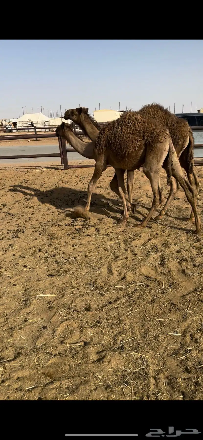 قعدان مفاريد 4
