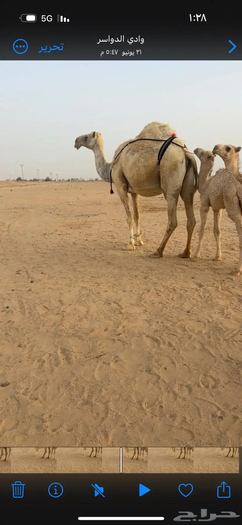خلفه وضحاء تحتها قعود هديه 0