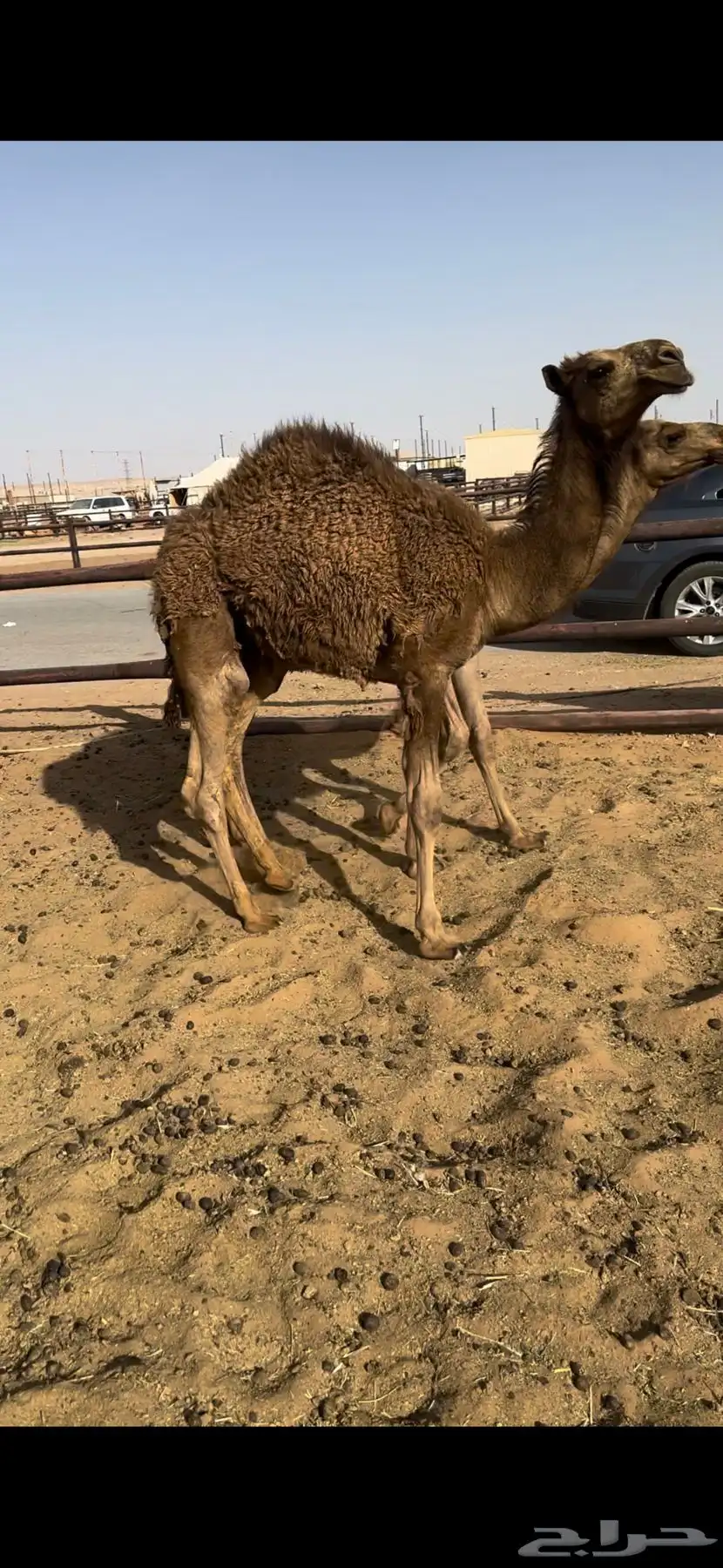 قعدان مفاريد 5