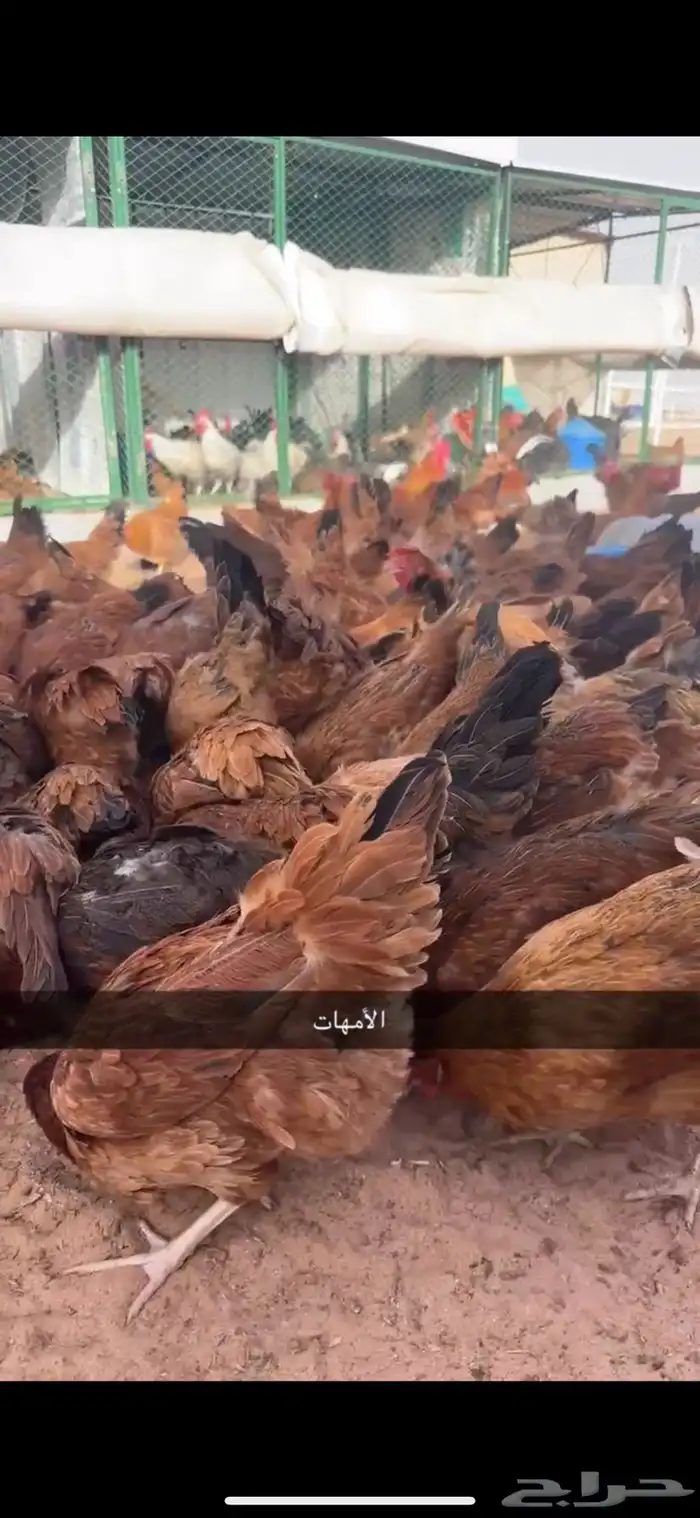 صوص دجاج فرنسي احمر بيور 4