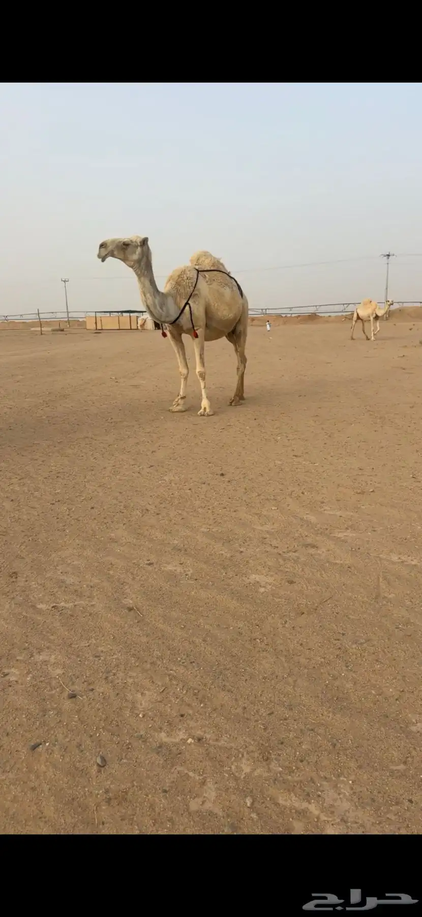 خلفه وضحاء تحتها قعود هديه 3