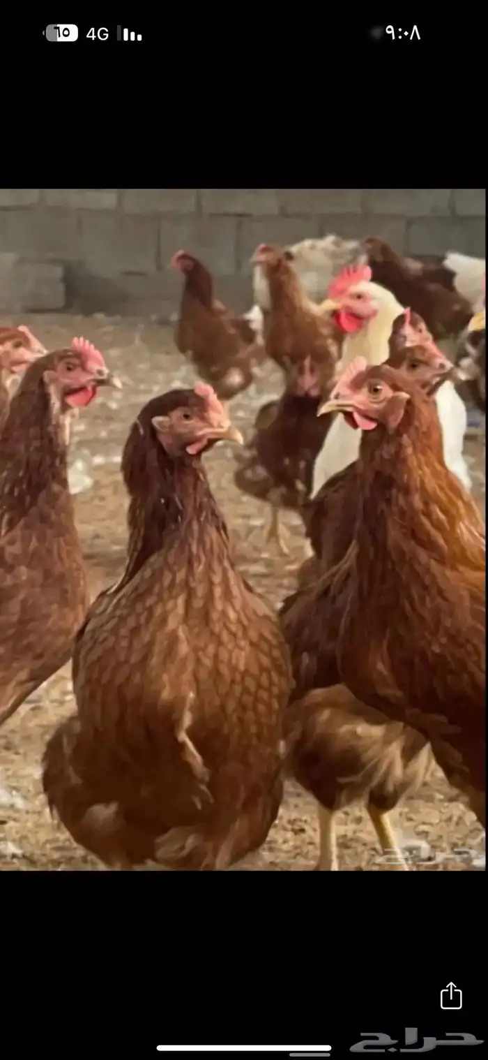 صوص صيصان لوهمن لوهمان براون بيور دم صافي 16