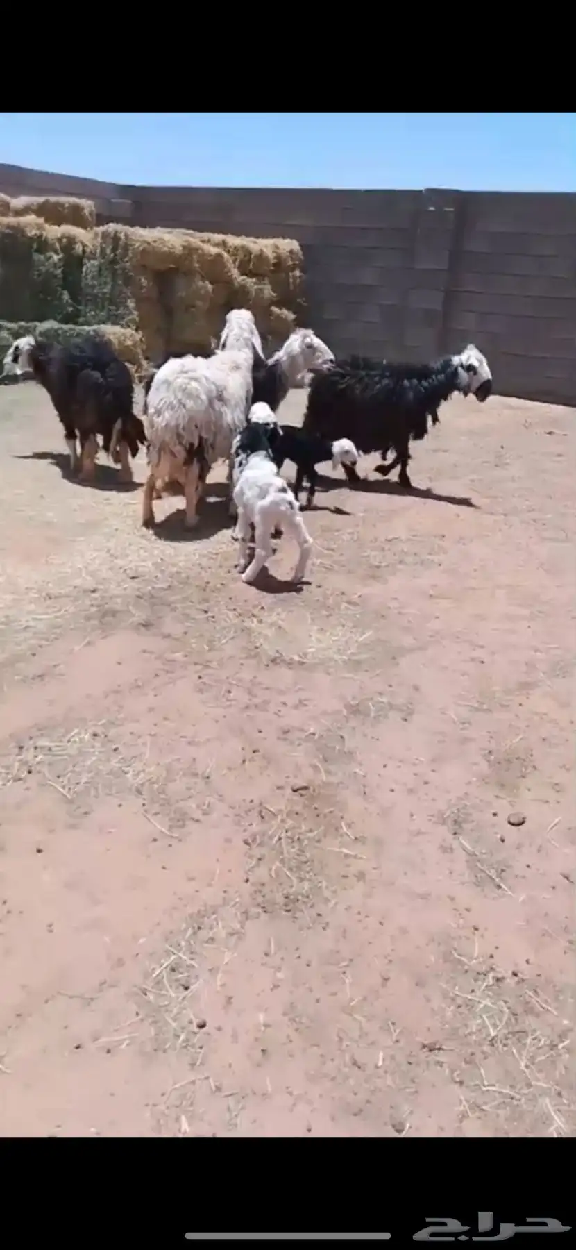 للبيع شياه ولد 0