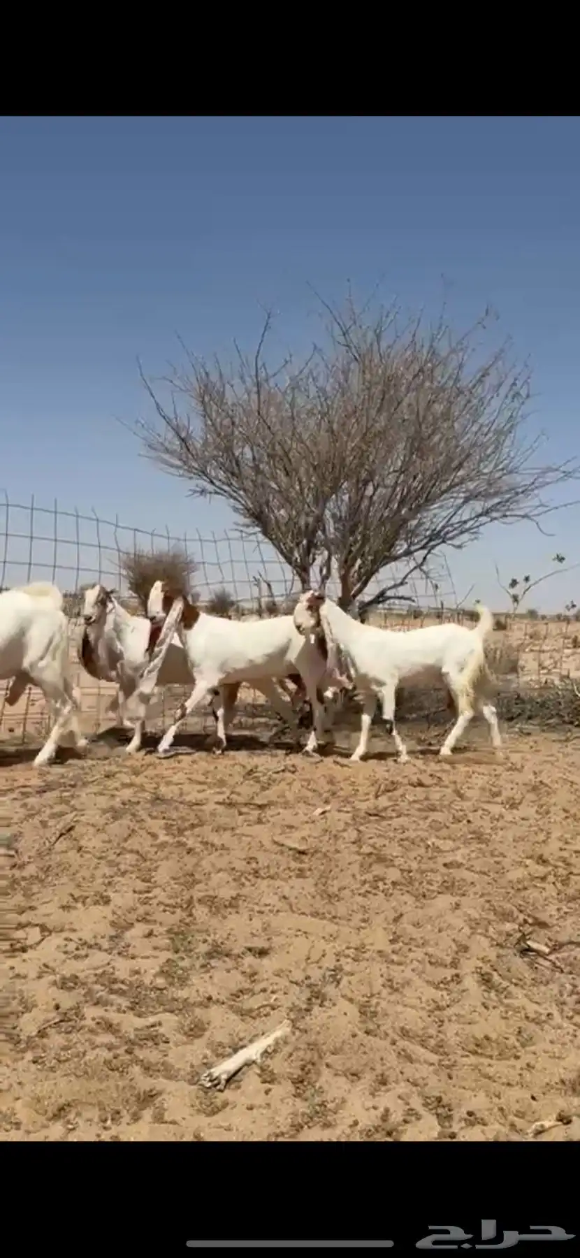 معزاء هولنديات 7