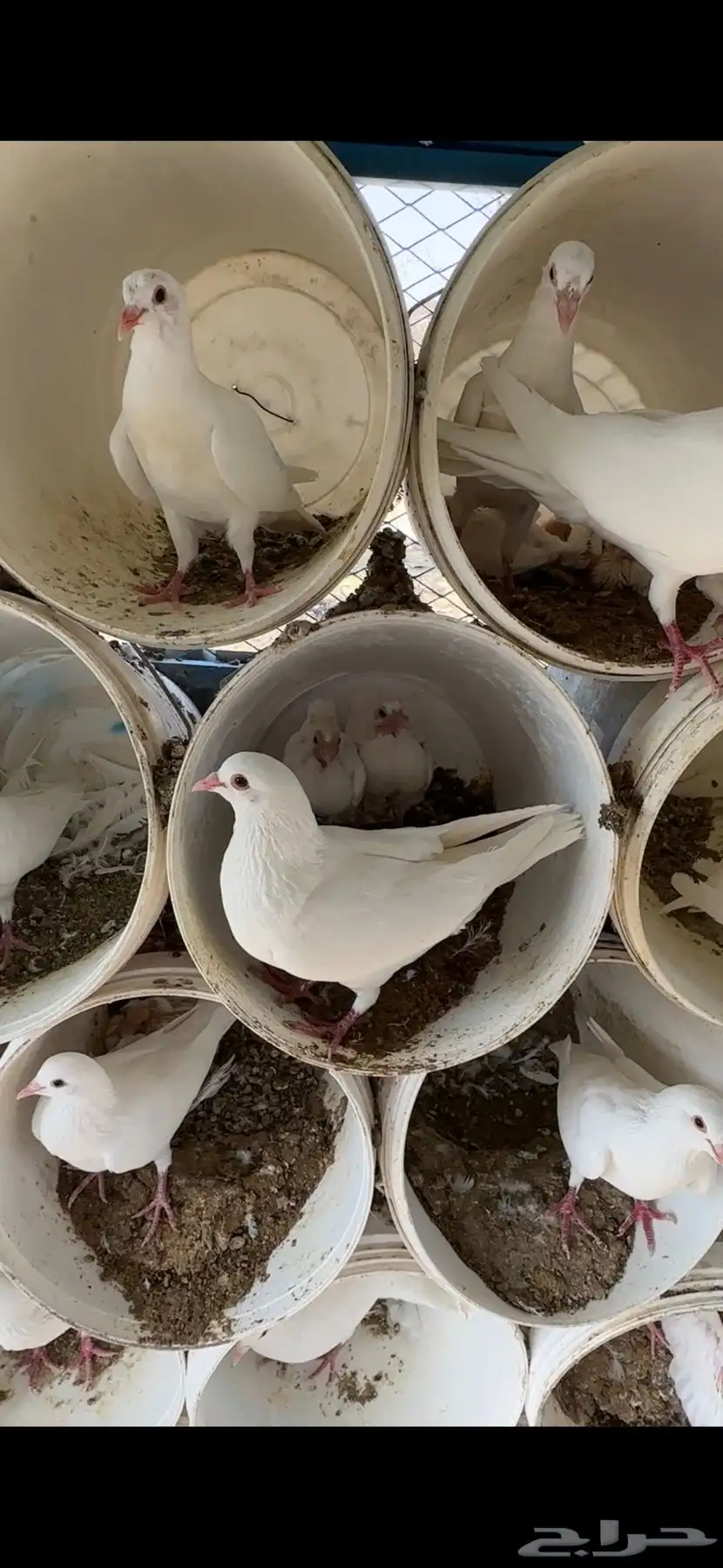 حمام فرنسي 2