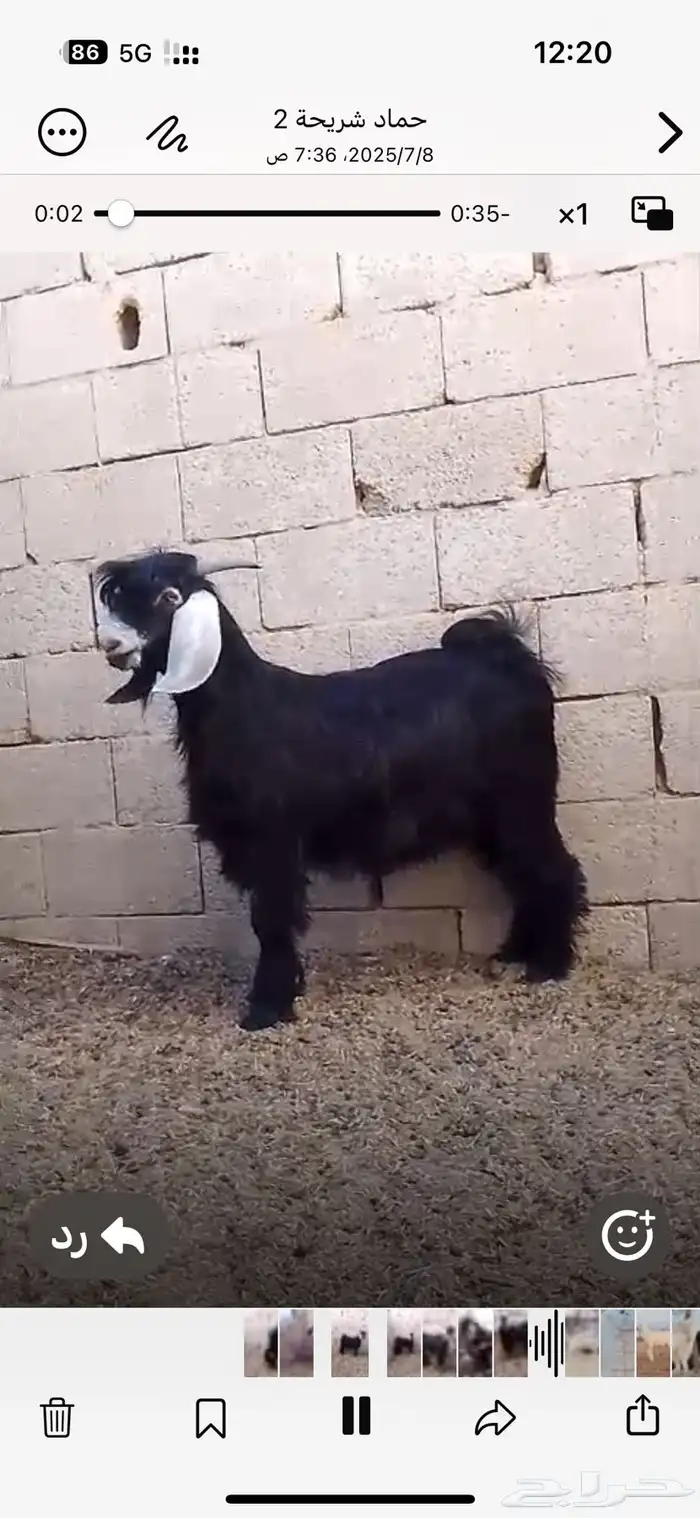 تيوس عارضيه و بورقت و مشاريك خصم الخصم ماشاء الله 0