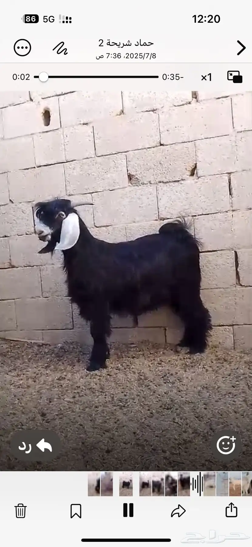 جوار الصوامع 2