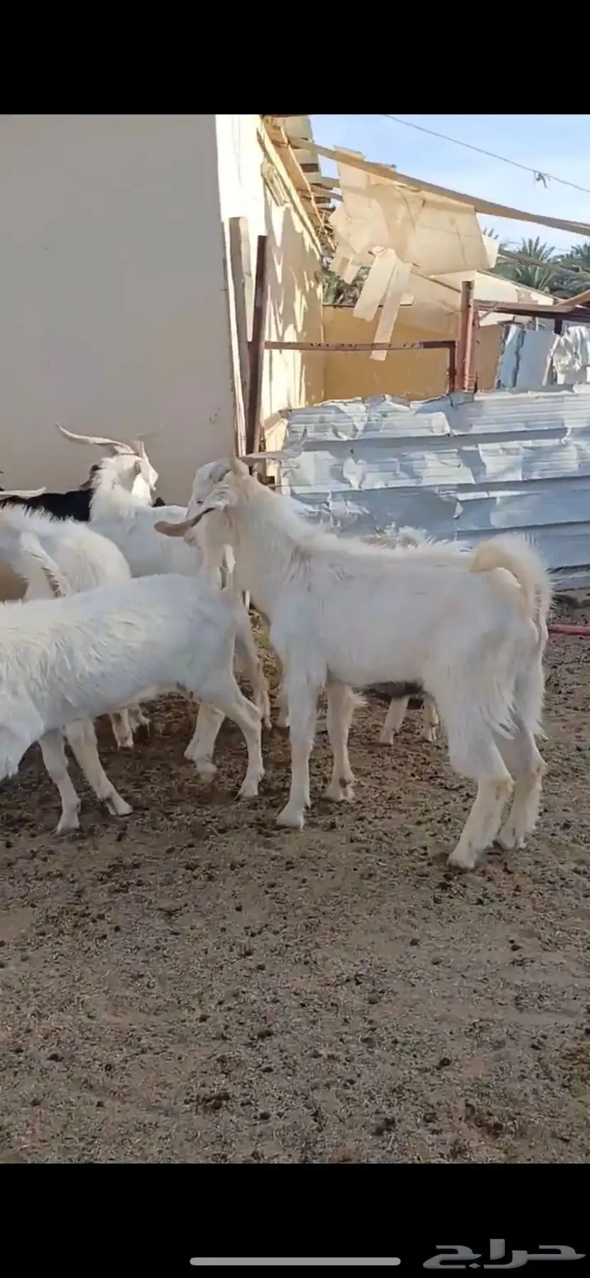معزا السانيين 4