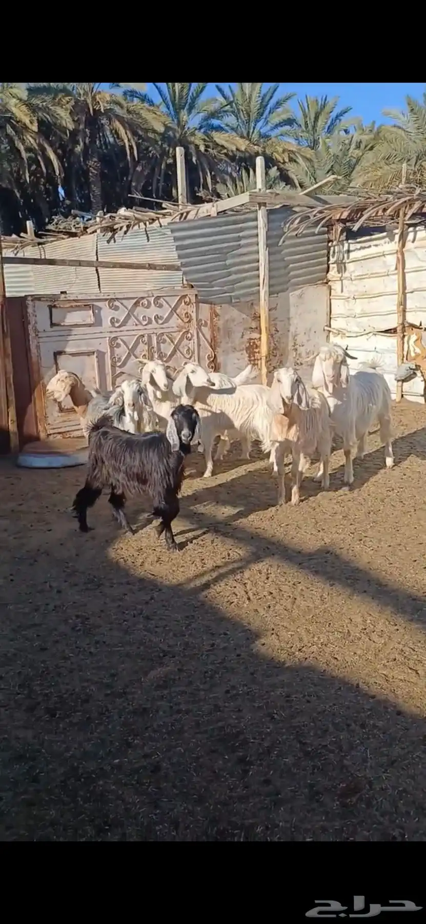 معزا السانيين 6