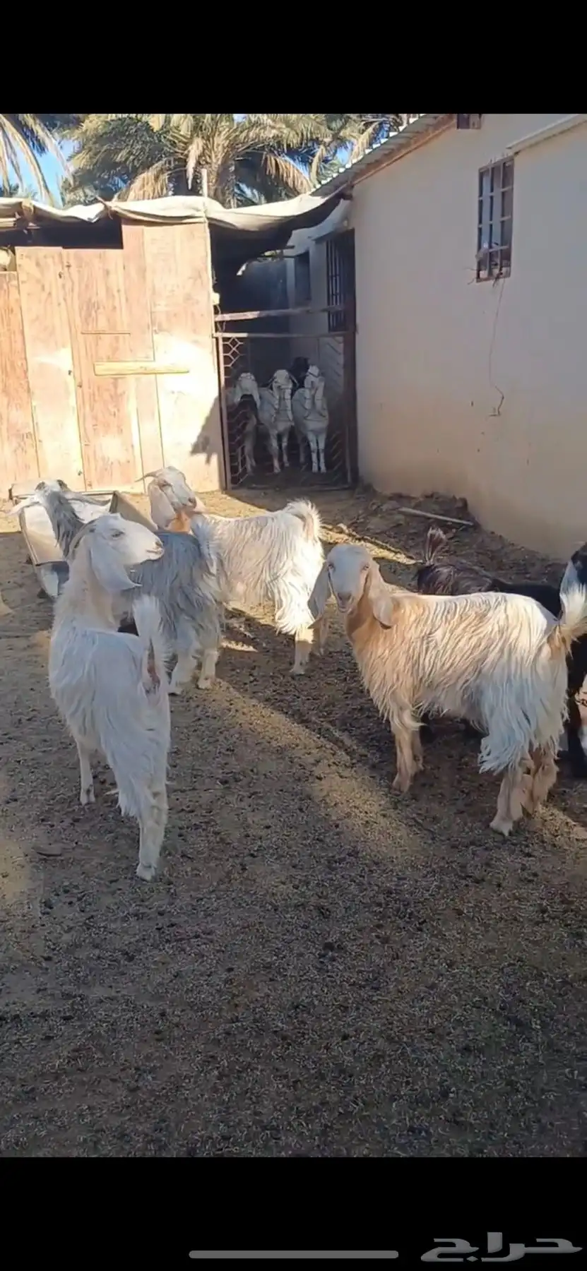 معزا السانيين 0