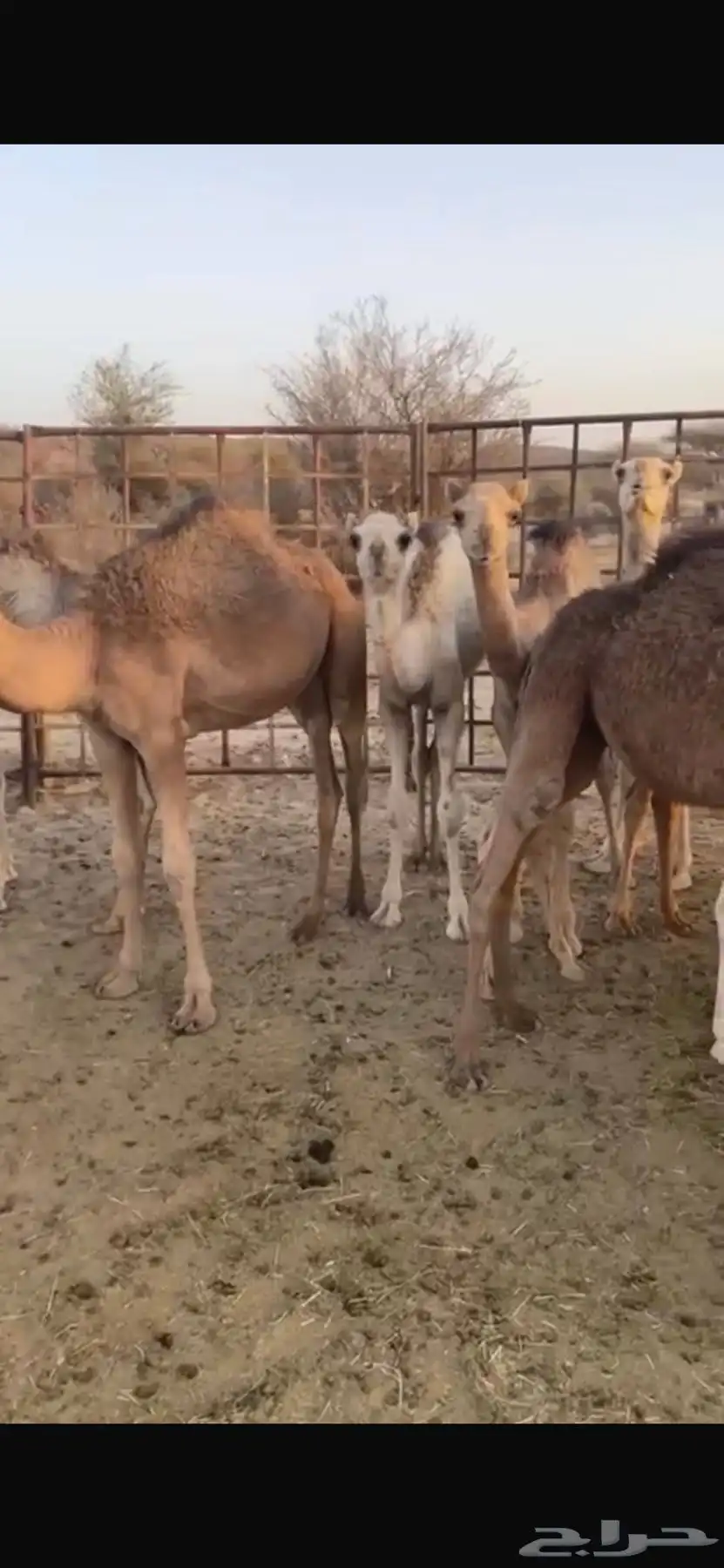 حشوان 1