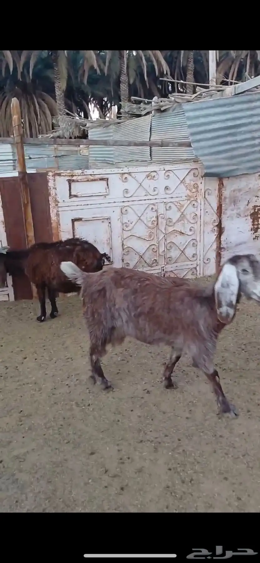 معزا السانيين 11