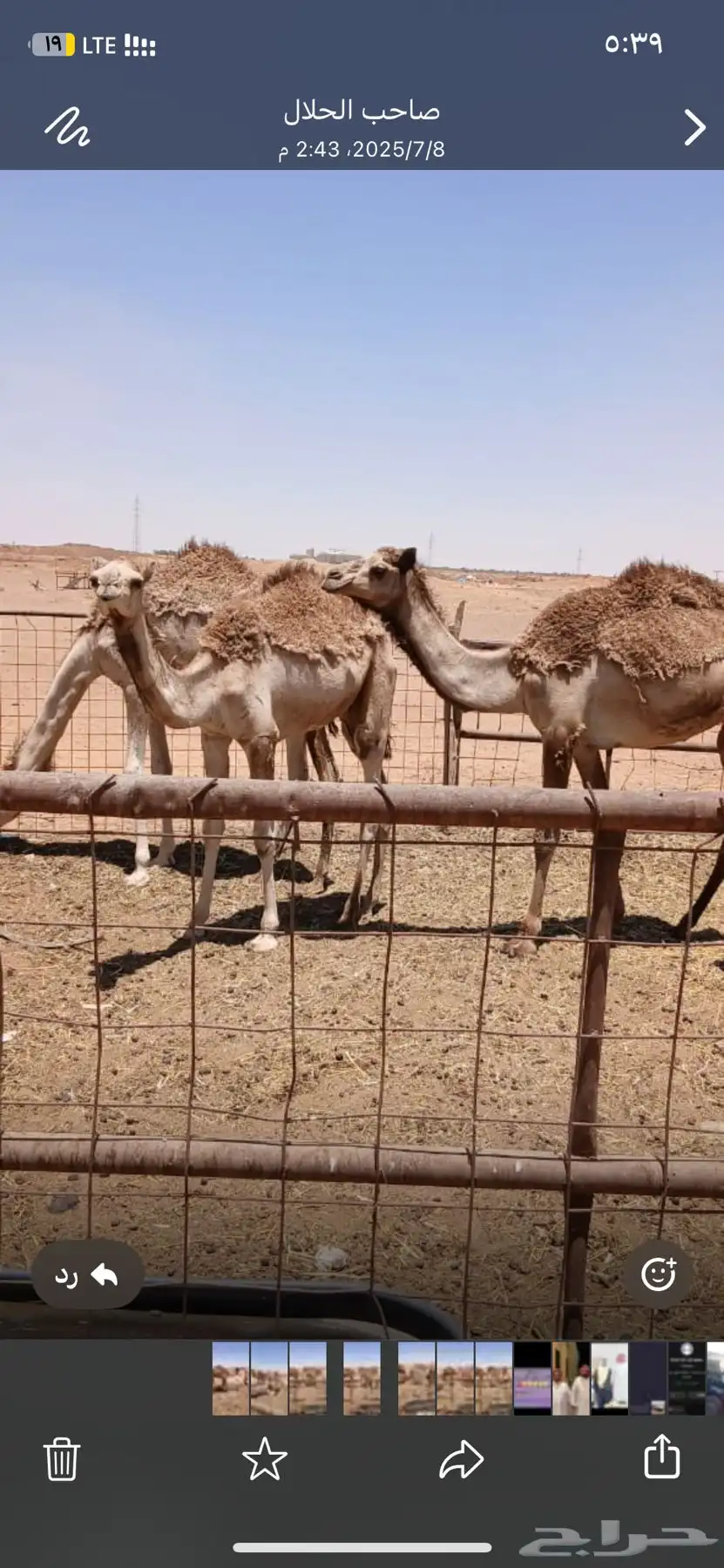 نياق 4