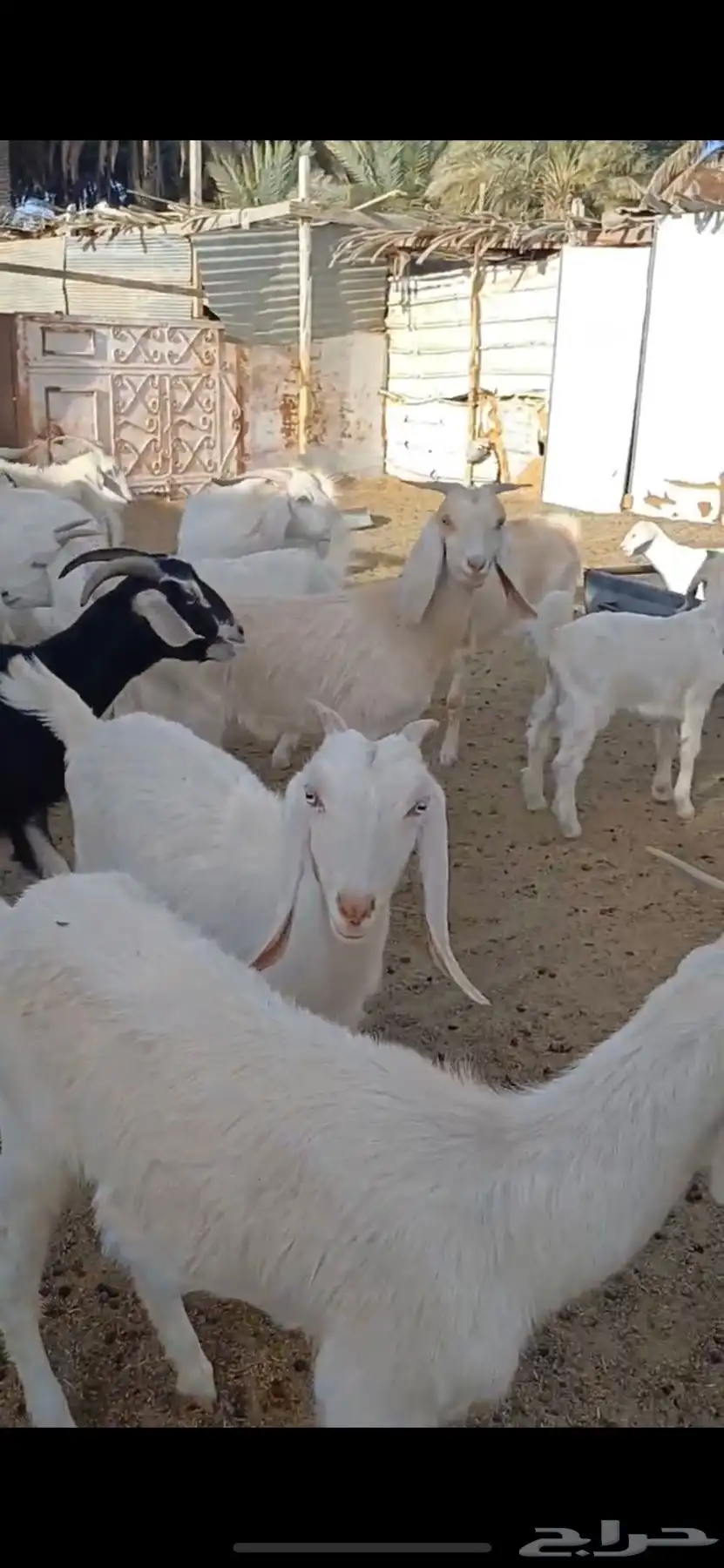 معزا السانيين 1