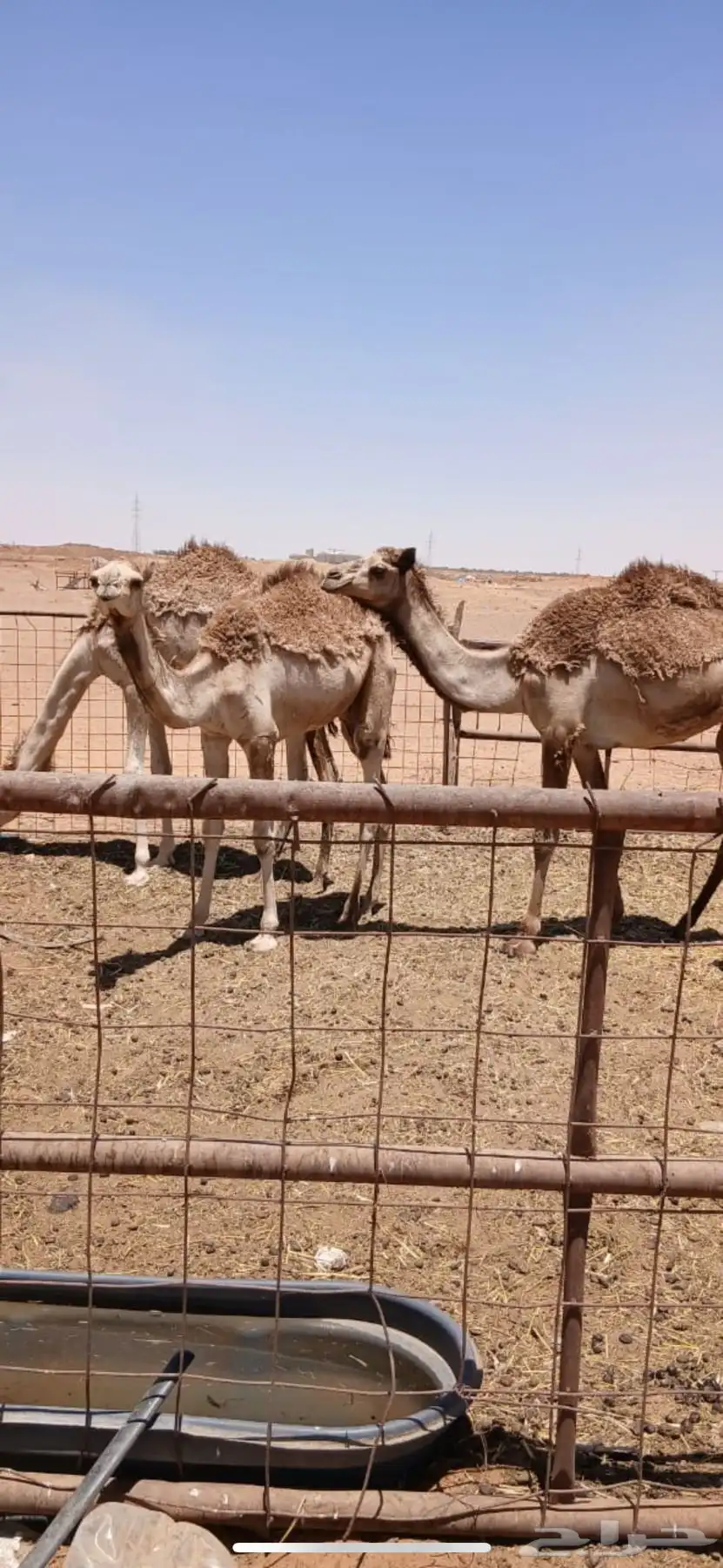 نياق 3