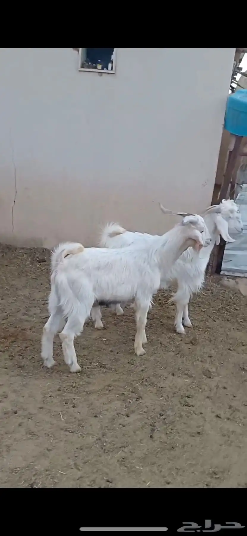 معزا السانيين 9
