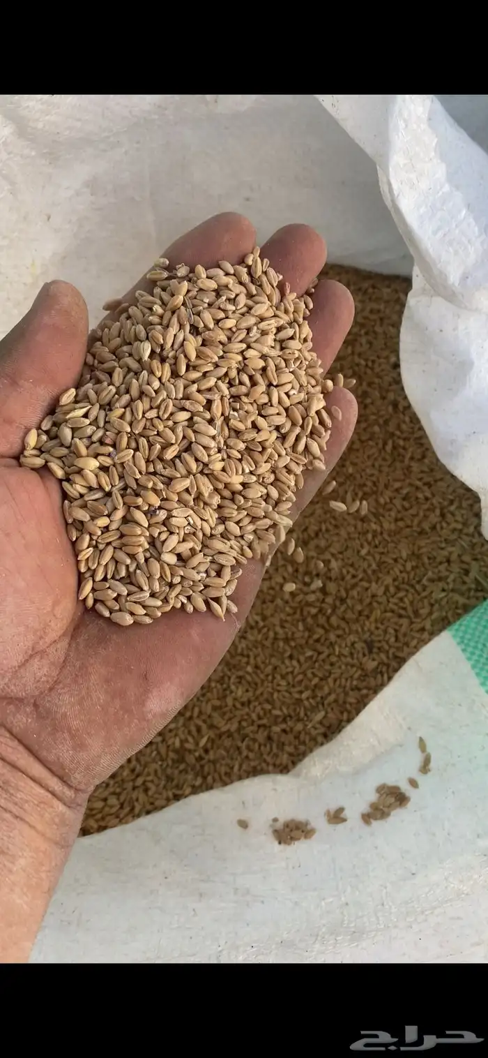 معيه البيع 0