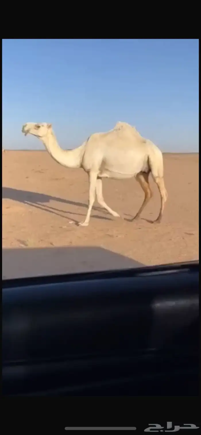 لقحه وضحاء باتليه كفو السن سدس 0