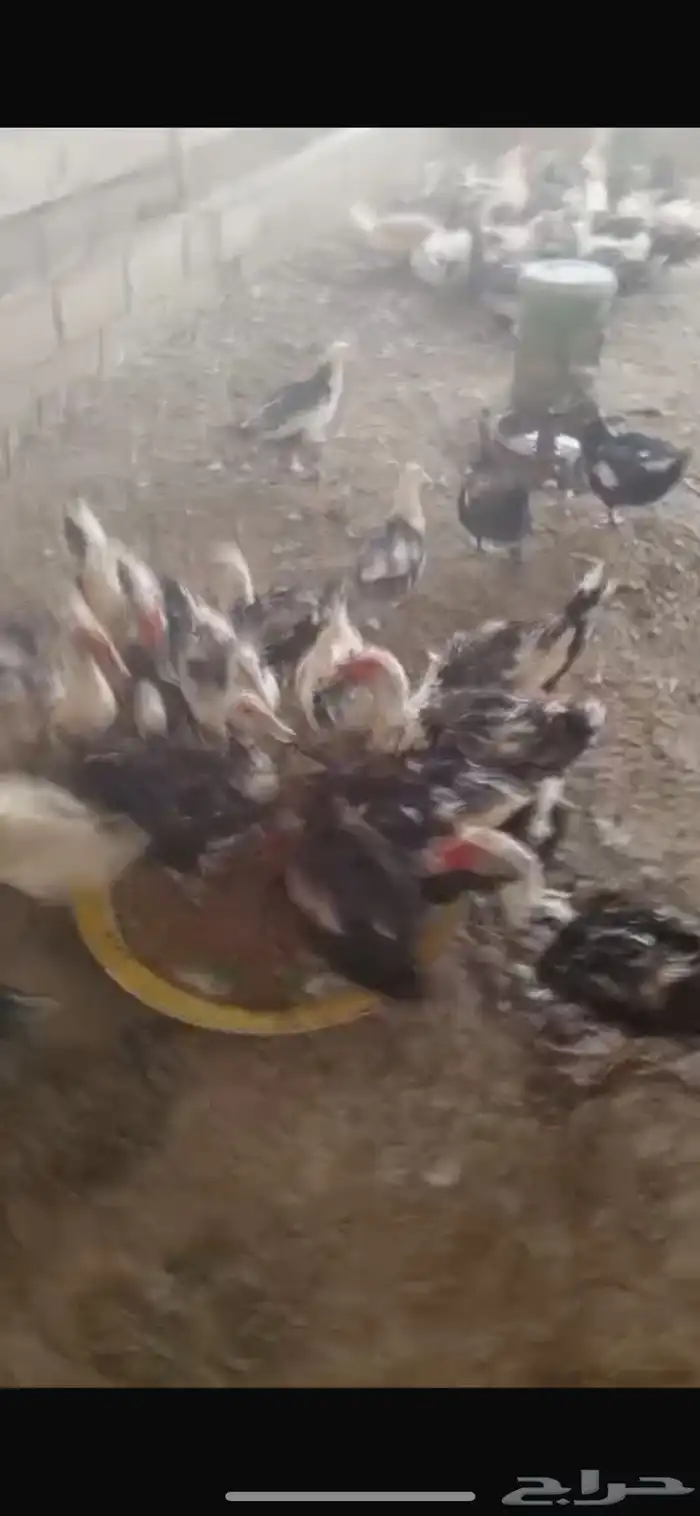 بط بلدي امهات 2