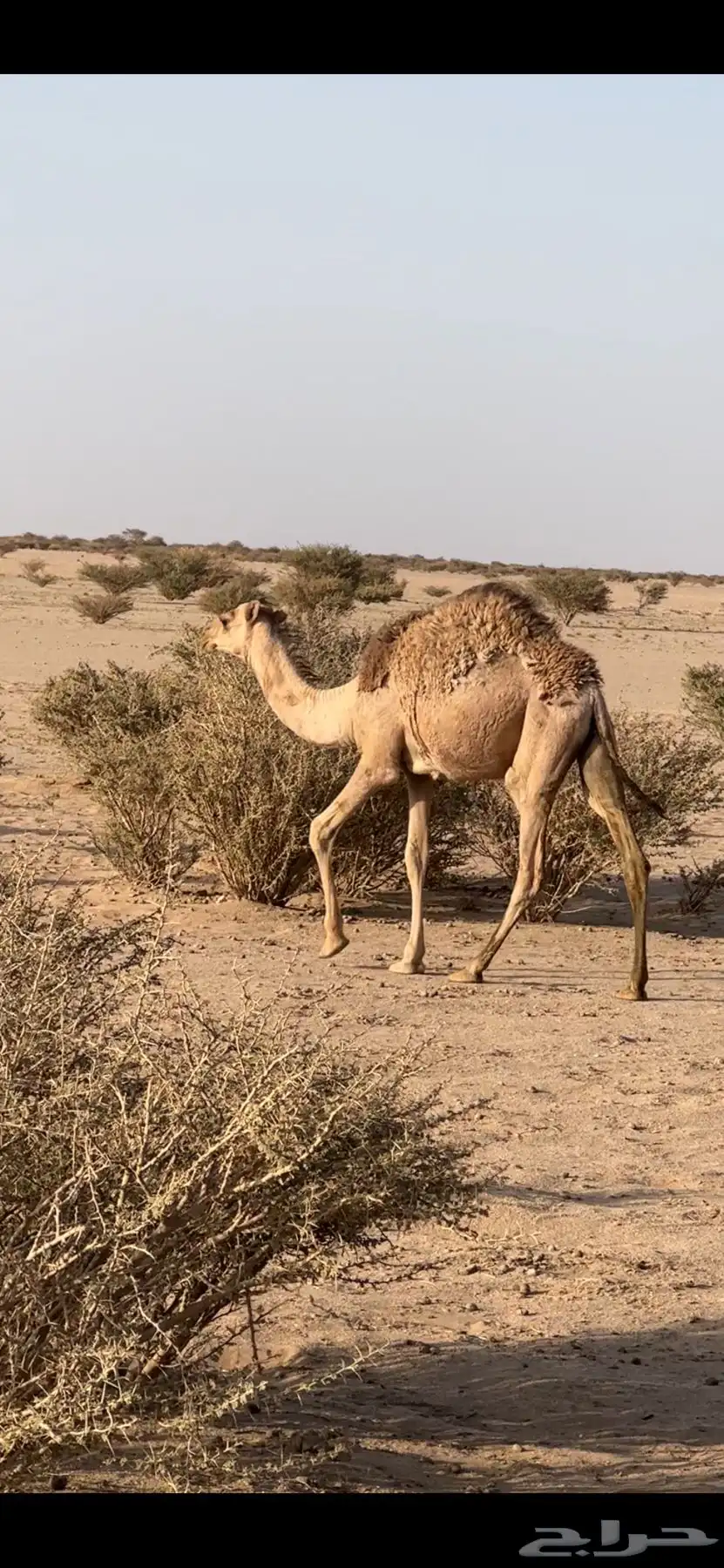 حشو قصب الطايف 1