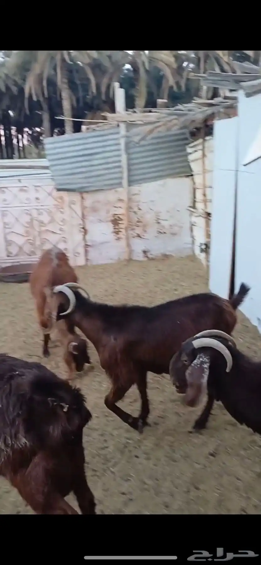 معزا السانيين 12