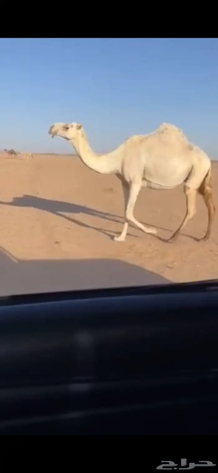 للبيع ناقه خلفه لقحه شقحاء باتليه كفو الموقع  نفي 2