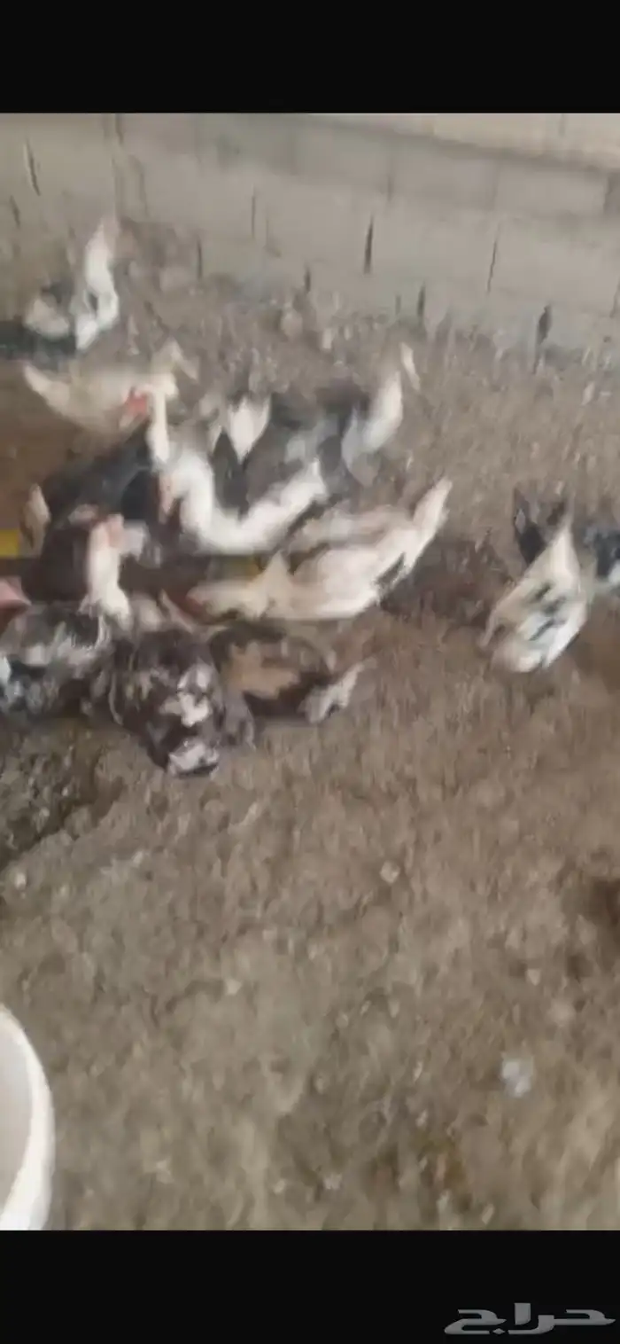 بط بلدي امهات 1