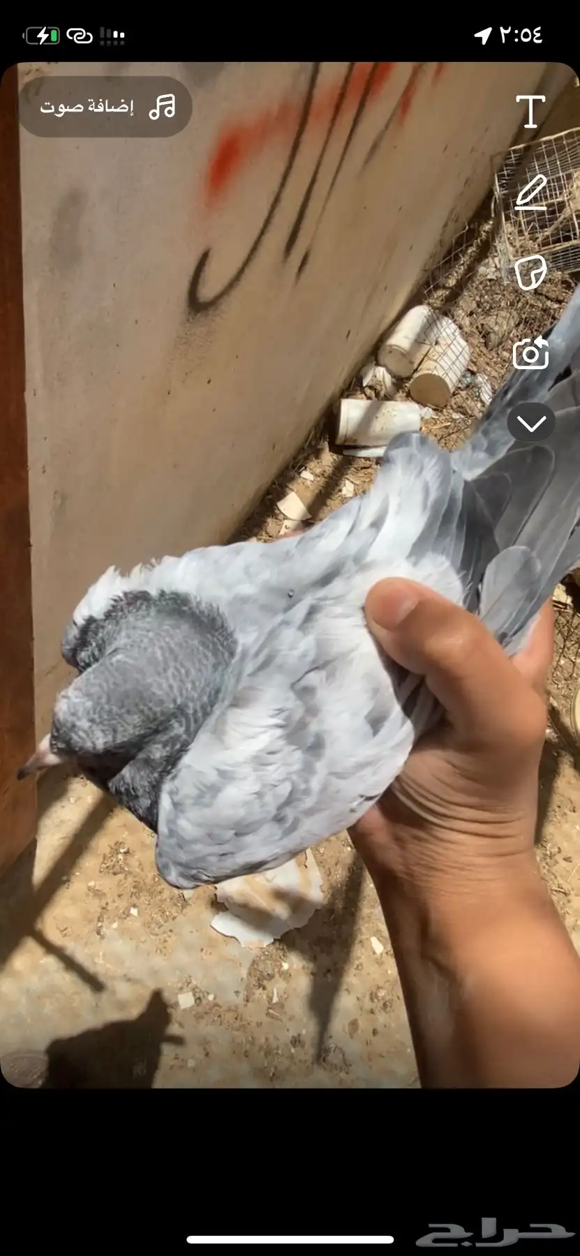 حمام 2