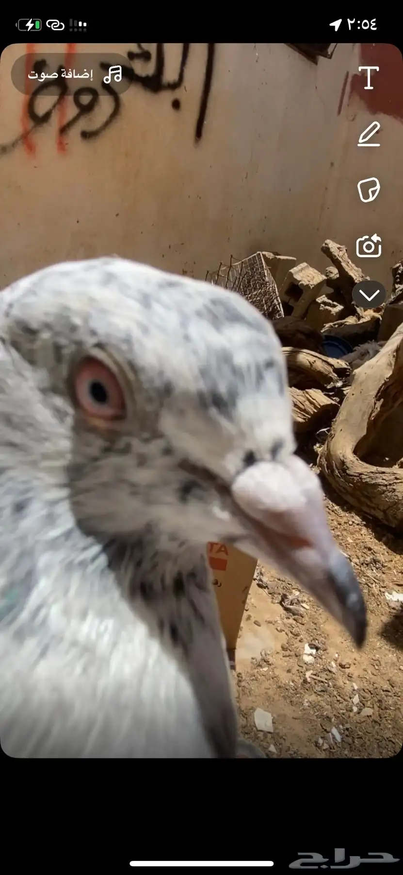 حمام 4