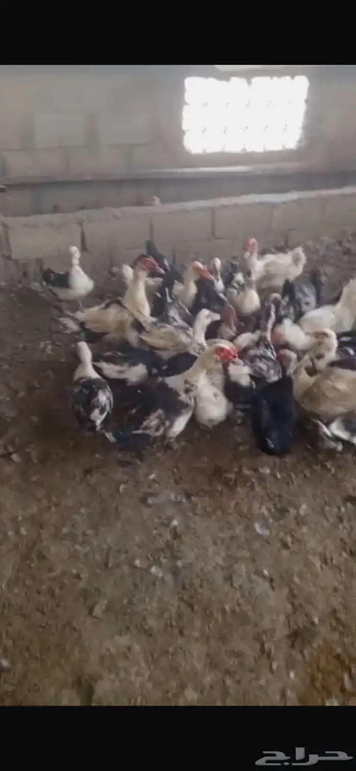 بط بلدي امهات 0