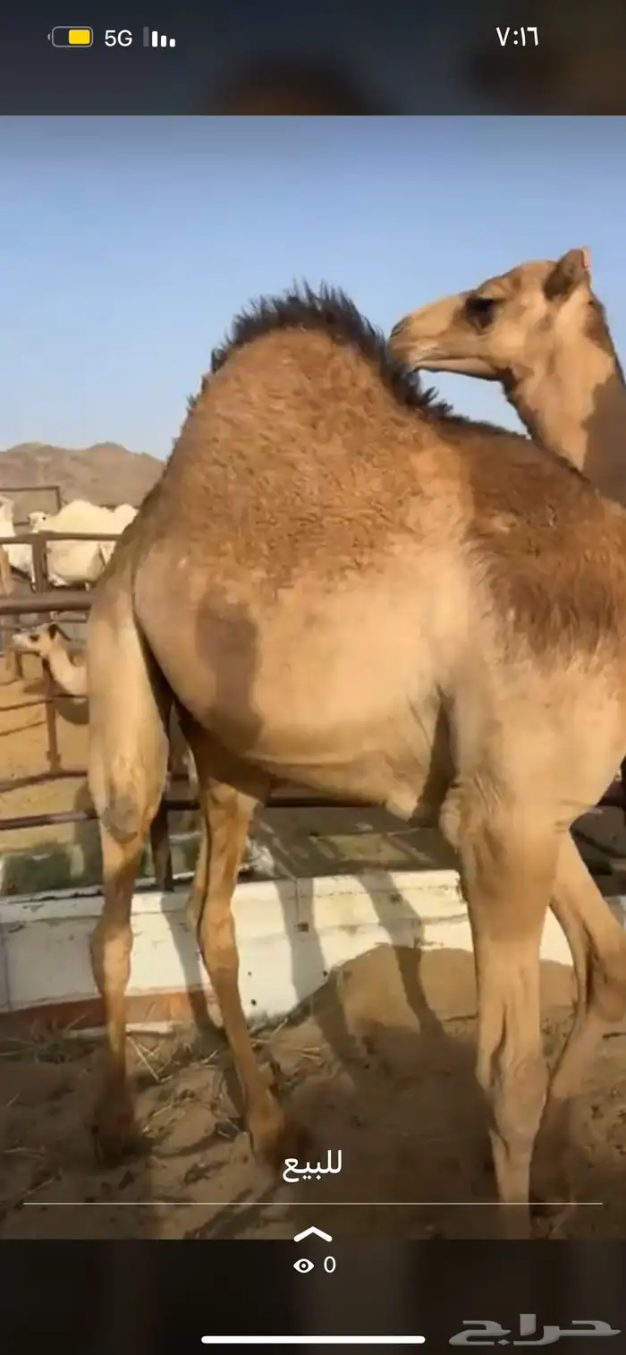 قعدان مفاريد كفو ل زواجات والمنسبات 0