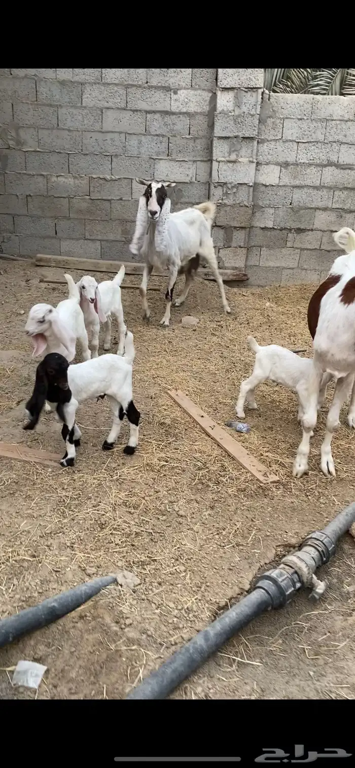 معزتين جروم و حليب تحتهم 4 0
