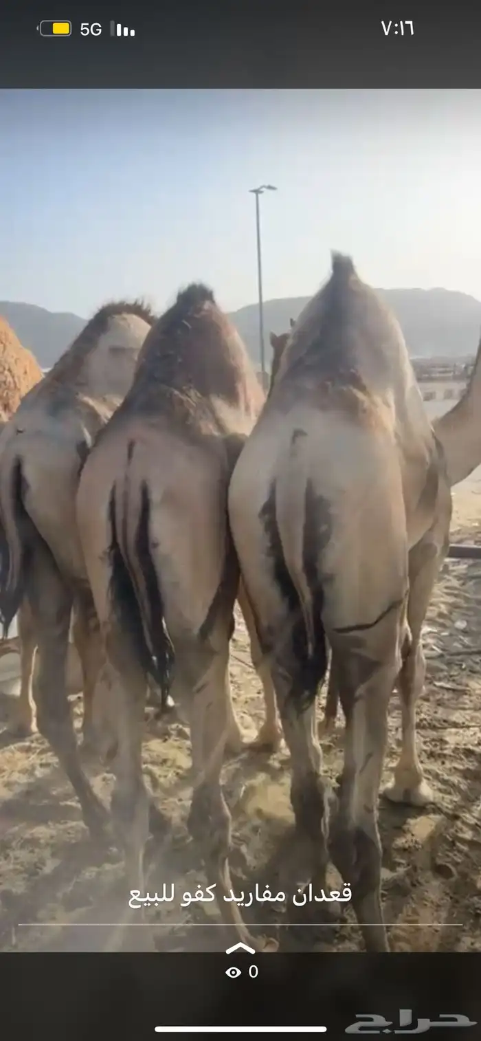 قعدان مفاريد كفو ل زواجات والمنسبات 7