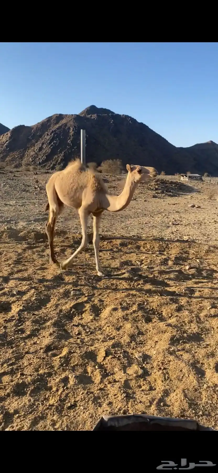 بكره 0