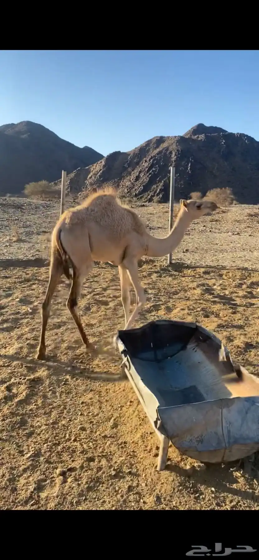 بكره 3