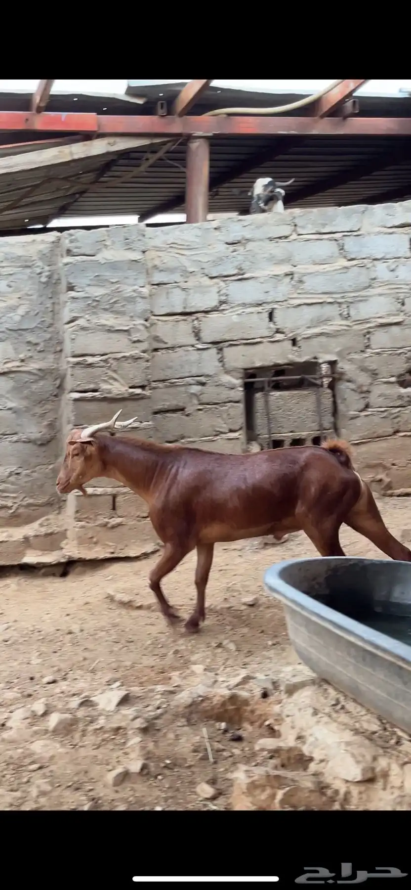 تيس فحل محايلي 0