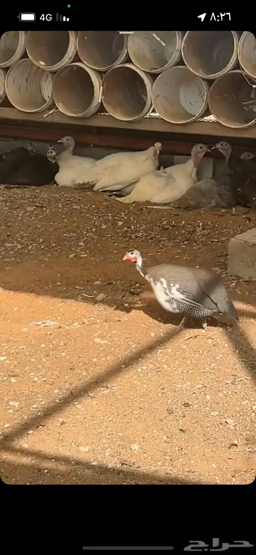 دجاج ورومي 1