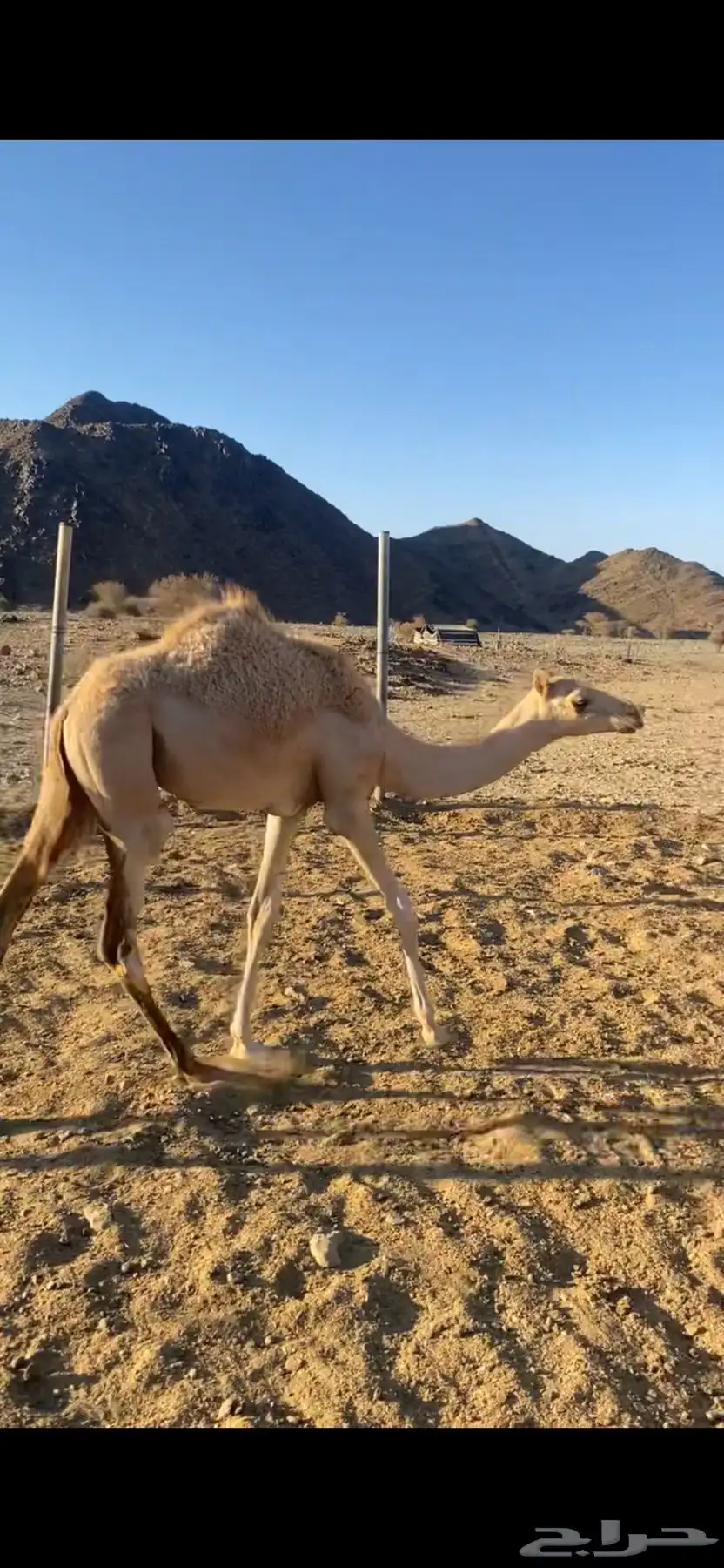 بكره 2