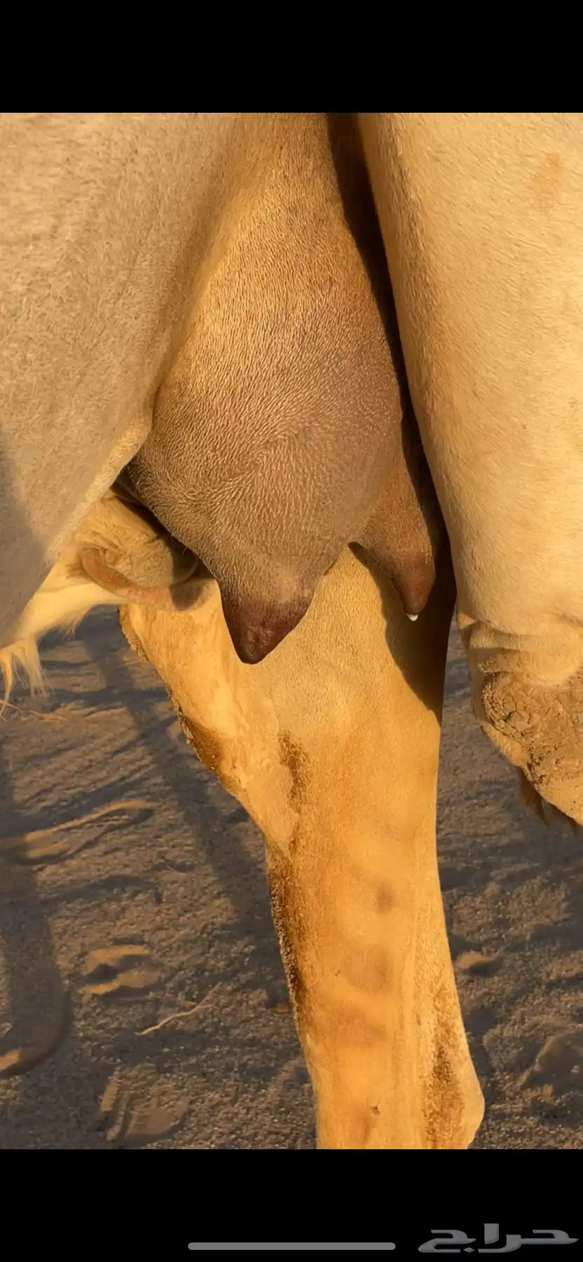 اباكير جذعات كفو 3