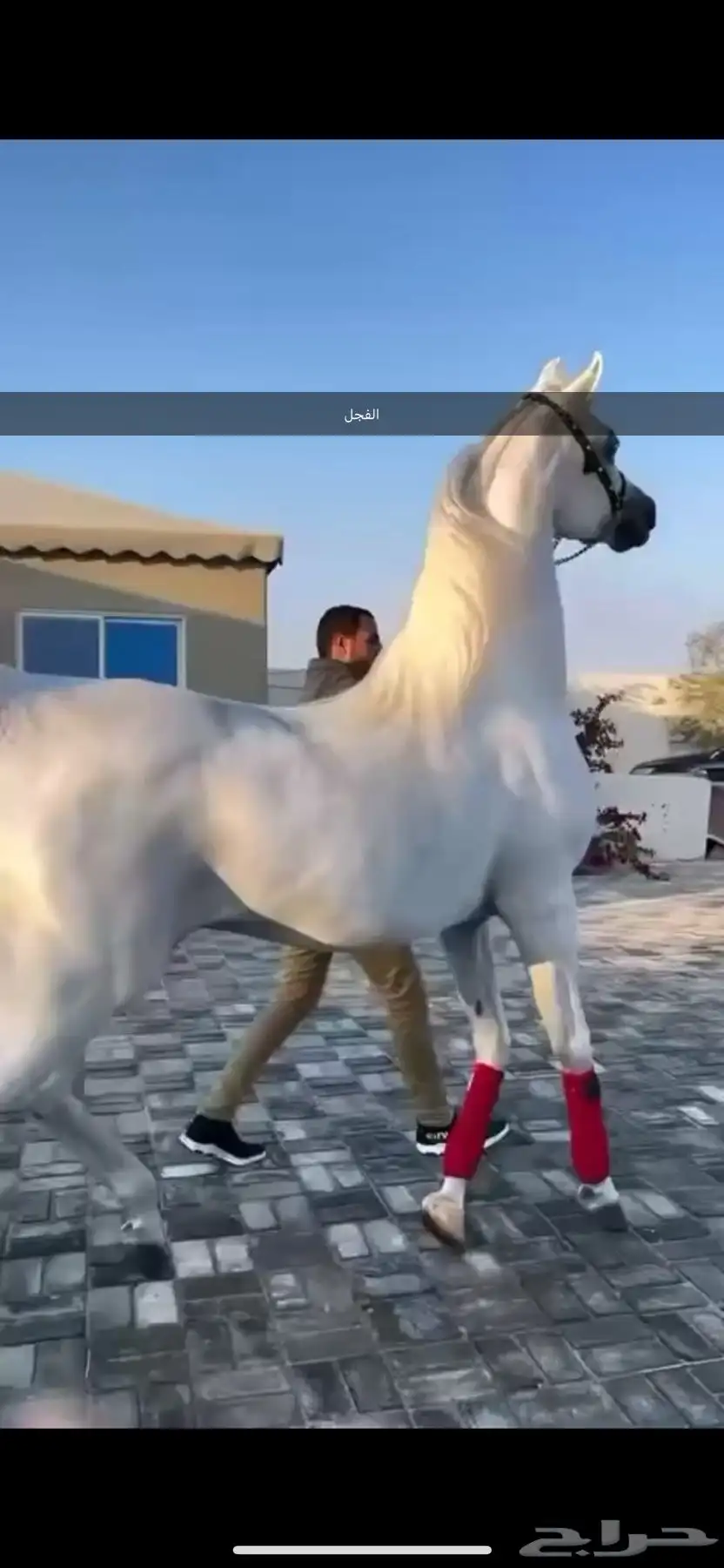 فرس واهو مواليد23 1